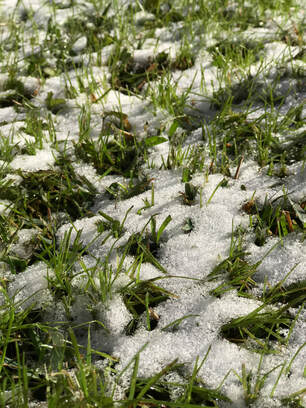 Close up of green winter grass poking through a light layer of snow, sparkling in the sunshine.