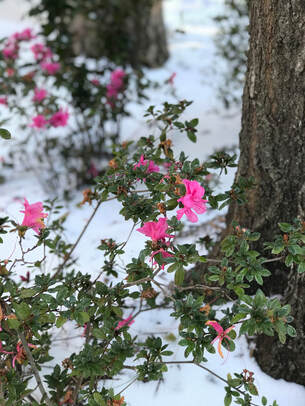 Photo of snow on the ground, the base of two trees, and an azalea bush in bloom with bright pink flowers.  